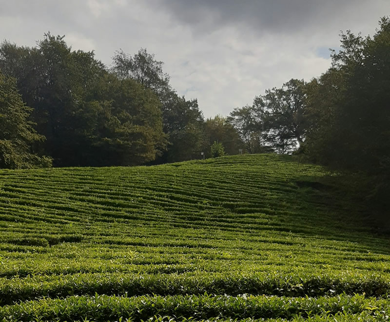 Other Health Benefits of Green Tea