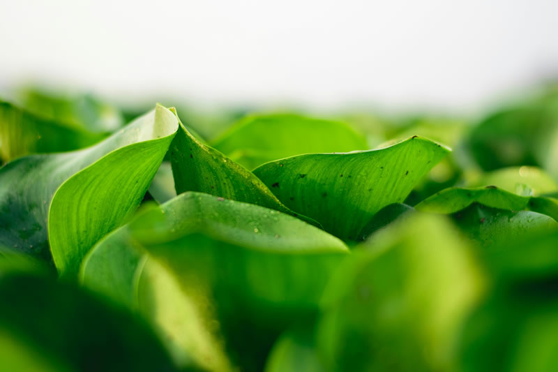 Antioxidant Green Tea