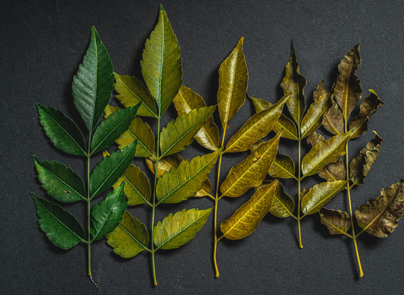Investing in a Quality Tea