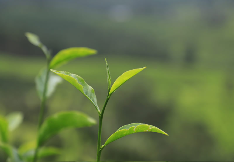 Tea Habitat